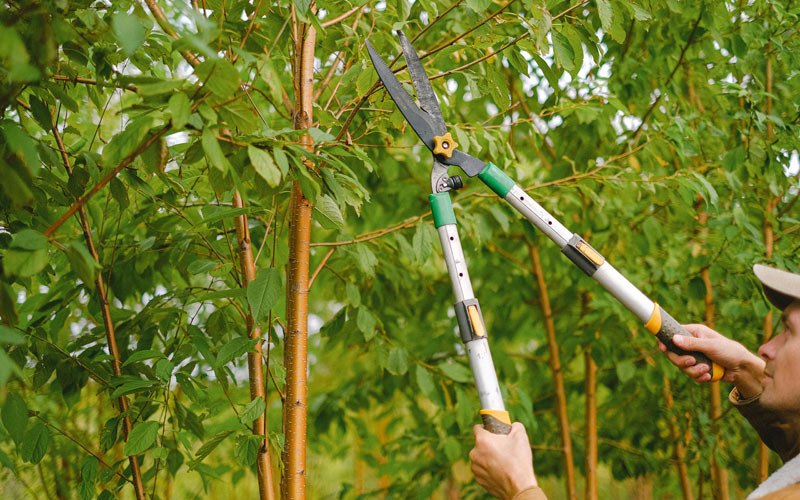 Tree trimming in Blodgett, OR