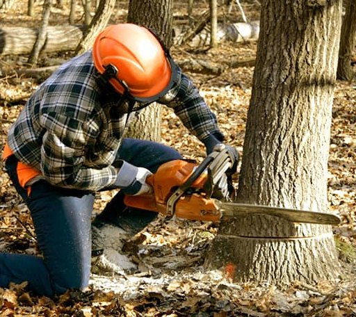 Tree Removal in Blodgett, OR